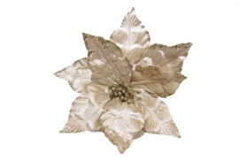 Krém színű mikulásvirág